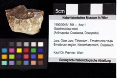 Foto (Objket + Etiketten) von Galatheoidea indet. 